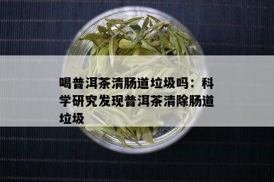 喝普洱茶清肠道垃圾吗：科学研究发现普洱茶清除肠道垃圾