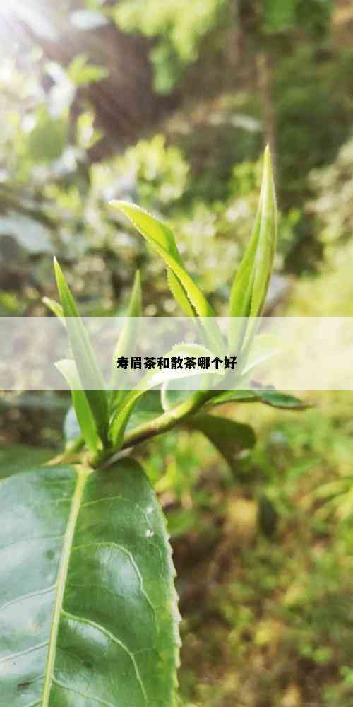 寿眉茶和散茶哪个好