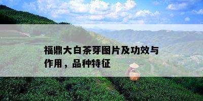 福鼎大白茶芽图片及功效与作用，品种特征