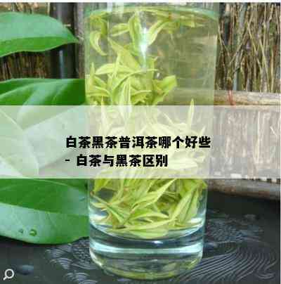 白茶黑茶普洱茶哪个好些 - 白茶与黑茶区别