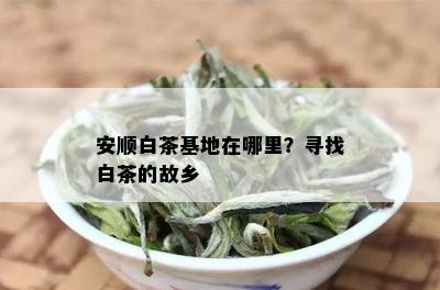 安顺白茶基地在哪里？寻找白茶的故乡