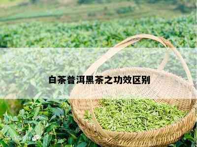 白茶普洱黑茶之功效区别