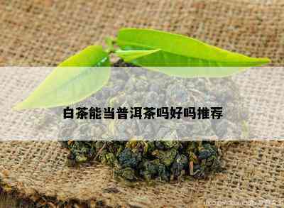 白茶能当普洱茶吗好吗推荐