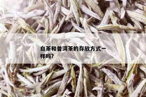 白茶和普洱茶的存放方式一样吗？