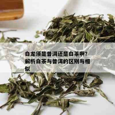 白龙须是普洱还是白茶啊？解析白茶与普洱的区别与相似