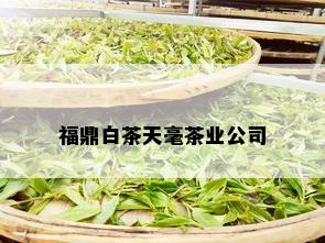 福鼎白茶天毫茶业公司