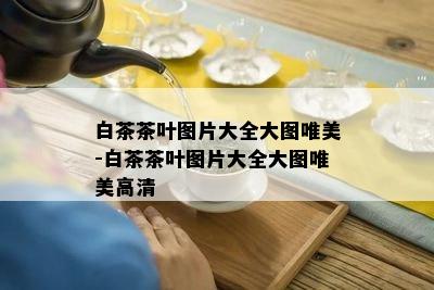 白茶茶叶图片大全大图唯美-白茶茶叶图片大全大图唯美高清