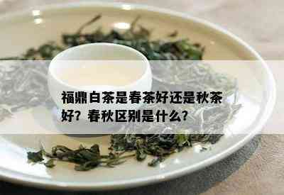 福鼎白茶是春茶好还是秋茶好？春秋区别是什么？