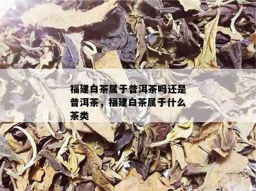 福建白茶属于普洱茶吗还是普洱茶，福建白茶属于什么茶类