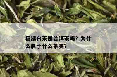 福建白茶是普洱茶吗？为什么属于什么茶类？