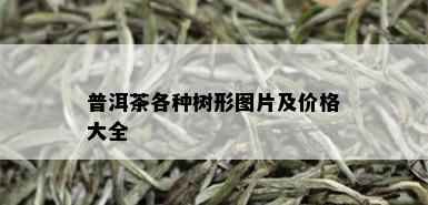 普洱茶各种树形图片及价格大全