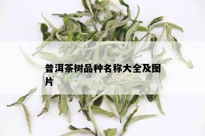 普洱茶树品种名称大全及图片