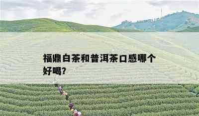 福鼎白茶和普洱茶口感哪个好喝？