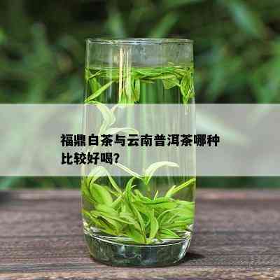 福鼎白茶与云南普洱茶哪种比较好喝？