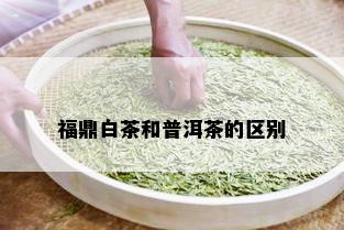 福鼎白茶和普洱茶的区别