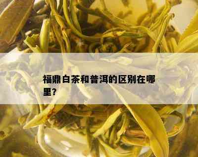 福鼎白茶和普洱的区别在哪里？