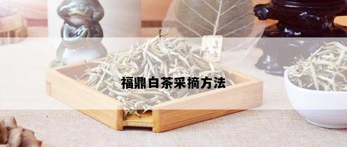 福鼎白茶采摘方法