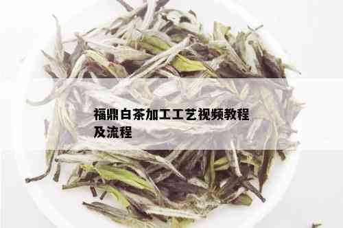 福鼎白茶加工工艺视频教程及流程