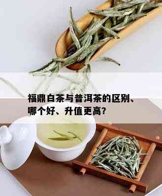 福鼎白茶与普洱茶的区别、哪个好、升值更高？