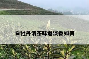 白牡丹清茶味道淡香如何