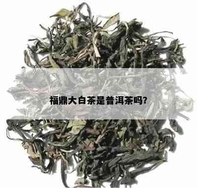 福鼎大白茶是普洱茶吗？