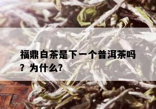 福鼎白茶是下一个普洱茶吗？为什么？