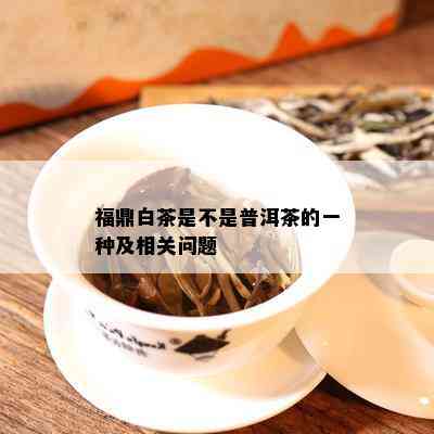 福鼎白茶是不是普洱茶的一种及相关问题