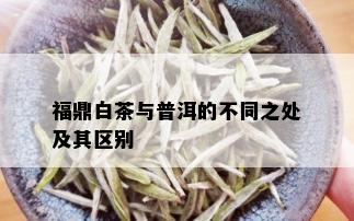 福鼎白茶与普洱的不同之处及其区别