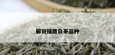 解说福鼎白茶品种