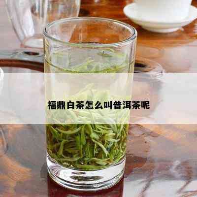 福鼎白茶怎么叫普洱茶呢