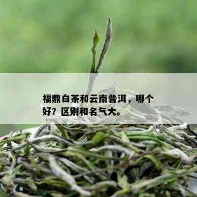 福鼎白茶和云南普洱，哪个好？区别和名气大。