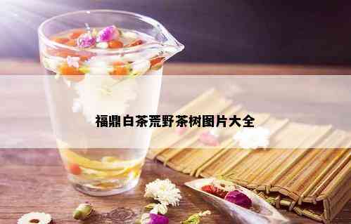 福鼎白茶荒野茶树图片大全