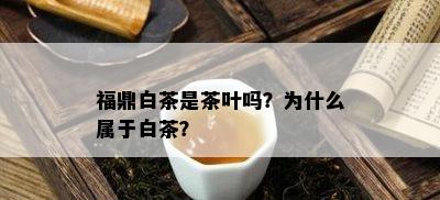 福鼎白茶是茶叶吗？为什么属于白茶？