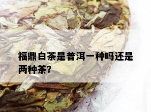 福鼎白茶是普洱一种吗还是两种茶？