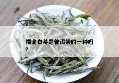 福鼎白茶是普洱茶的一种吗？