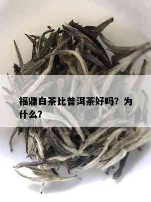 福鼎白茶比普洱茶好吗？为什么？