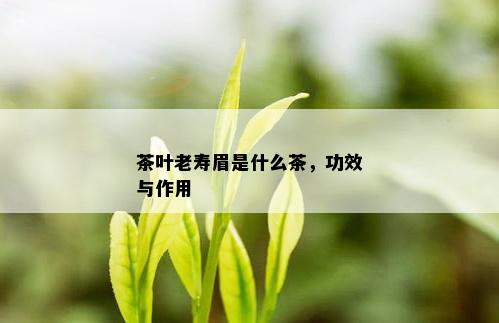 茶叶老寿眉是什么茶，功效与作用