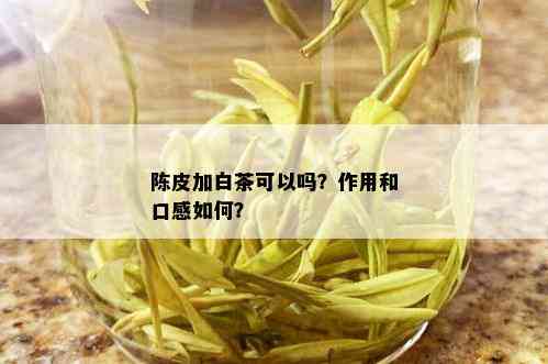 陈皮加白茶可以吗？作用和口感如何？