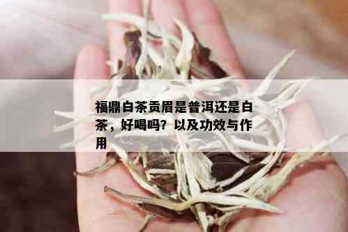 福鼎白茶贡眉是普洱还是白茶，好喝吗？以及功效与作用