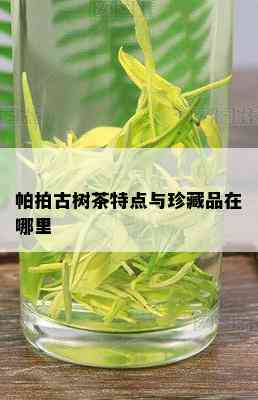 帕拍古树茶特点与珍藏品在哪里