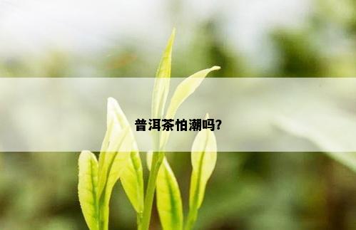 普洱茶怕潮吗？