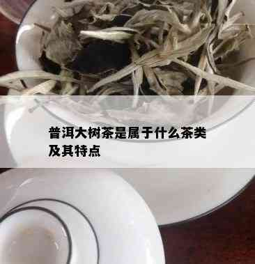 普洱大树茶是属于什么茶类及其特点