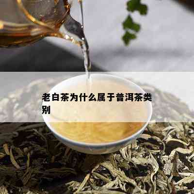 老白茶为什么属于普洱茶类别