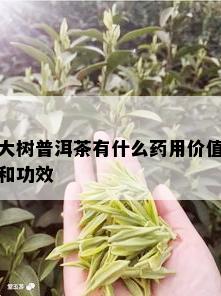 大树普洱茶有什么药用价值和功效