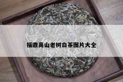 福鼎高山老树白茶图片大全