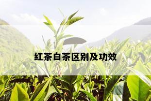 红茶白茶区别及功效