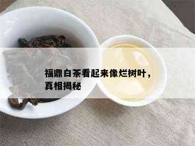 福鼎白茶看起来像烂树叶，真相揭秘