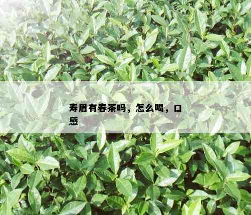 寿眉有春茶吗，怎么喝，口感