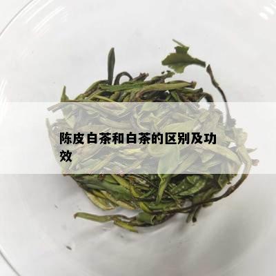 陈皮白茶和白茶的区别及功效