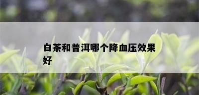 白茶和普洱哪个降血压效果好